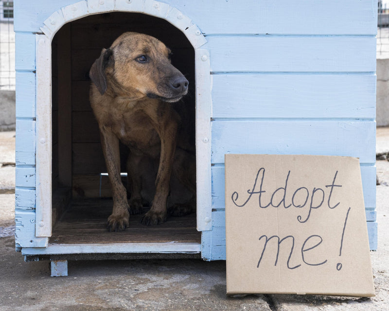 Adopt a Dog and Discover Unconditional Love! - DreammyDoggie