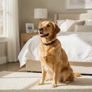 DreammyDoggie golden retriever wearing a black adjustable pheromone anxiety relief collar in a bright bedroom
