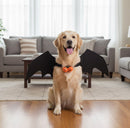 DreammyDoggie golden retriever wearing black bat wing Halloween costume with orange pumpkin bells in a living room