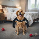 DreammyDoggie golden retriever wearing a funny black spider Halloween costume with plush legs in a bedroom setting