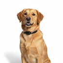 DreammyDoggie GPS tracker on a golden retriever wearing a black adjustable collar against a white background