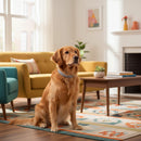 DreammyDoggie grey pheromone anxiety relief collar worn by a Golden Retriever sitting in a cozy living room